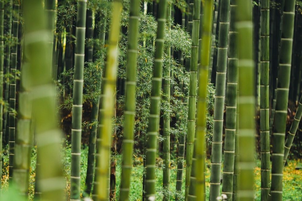 medio ambiente bambu